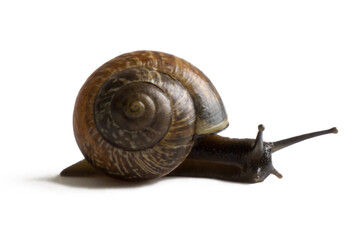 land snail on a white background, isolate