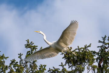 A great egret lunging from the top of pine trees into flight with its wings wide open. Behind him is a blue sky with white clouds