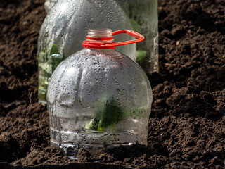 Growing young green seedlings of vegetable plant pumpkin and squash covered with a DIY greenhouse...