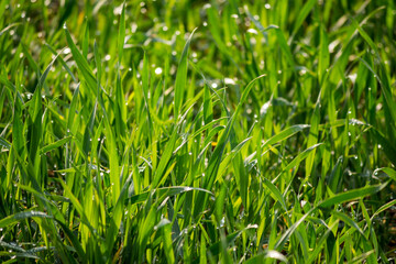 Stems of young wheat in the morning dew. Juicy natural background from green grass