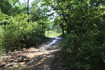 山道　ぬかるみ　雨上がり　山奥　山林　抜け道　森