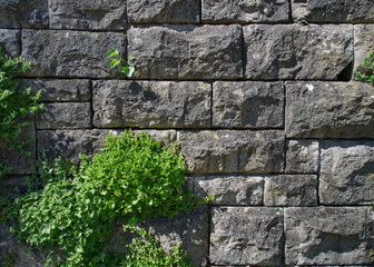 Plants that grow on a wall