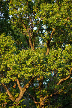 Branched Oak Trees With A Green Crown