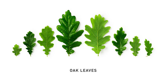 Green oak leaves creative banner.