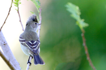 Yellow-bellied Elaenia (Elaenia flavogaster) perched on top of a tree.