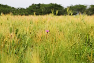 한국에서재배하는보리입니다