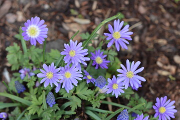 blue flowers in spring