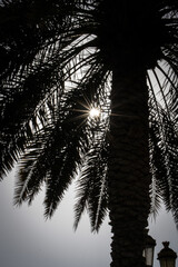 palm trees with sky background