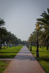 palm trees with sky background