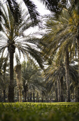 palm trees with sky background