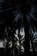 palm trees with sky background