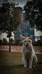white cat in the park