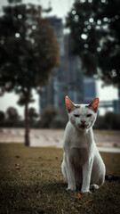 Fototapeta premium white cat in the park