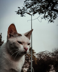 white cat in the park