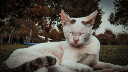 white cat in the park
