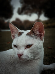 white cat in the park