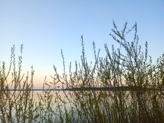 reeds in the water
