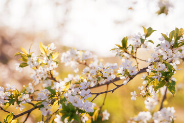 Fototapeta na wymiar White blooming cherry tree. Natural close up photography. Spring theme.