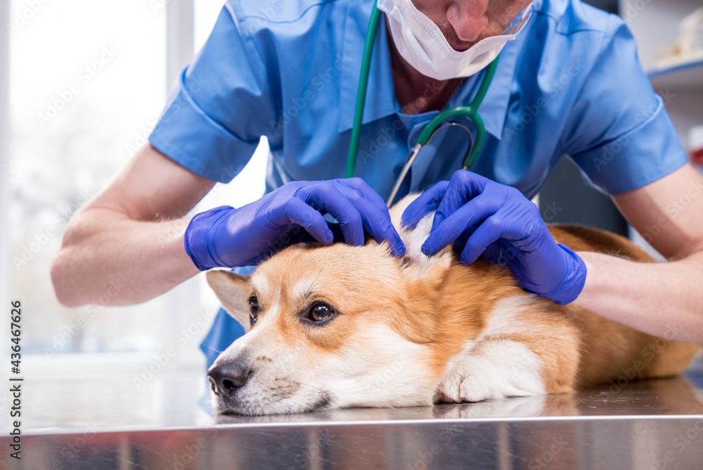 Wall mural veterinarian examines the ears of a sick corgi dog