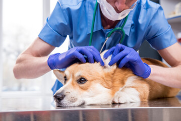 Veterinarian examines the ears of a sick Corgi dog - obrazy, fototapety, plakaty