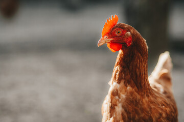 backyard red ranger chicken close up