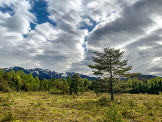Moorlandschaft im Voralpenland