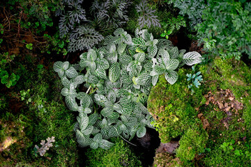 Moss fern decorate on small wood garden. green nature plant in the forest. Beautiful green moss on...