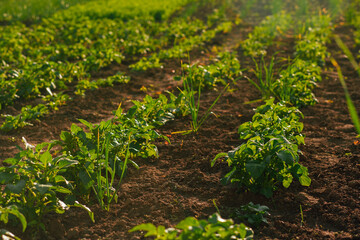 young green shoots of potato in the garden in the summer garden