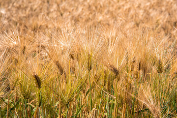 Fototapeta premium Barley grains ready for harvest on the farm.