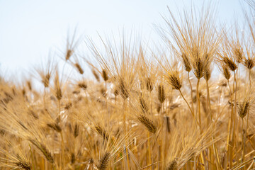 Barley grains ready for harvest on the farm.