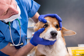 Veterinarian examines the eyes of a sick Corgi dog
