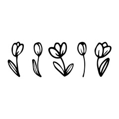 Hand-drawn flowers. Tulip in doodle style. Botanical set for gift-cards, web, wedding invitation. Isolated vector illustration.