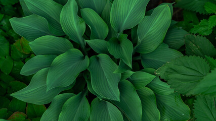 Fototapeta na wymiar Abstract green leaves background