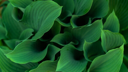 Abstract green leaves background