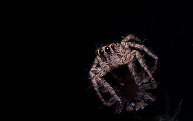 Spider On Black Background
