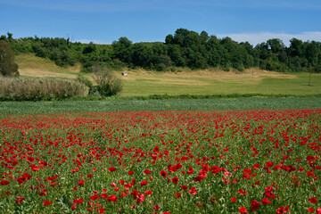 Poppy field in the suburbs of Rome