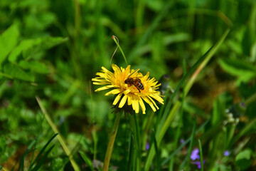 The striped toiler bee diligently collects nectar from a yellow dandelion in a meadow green grass on a sunny day.