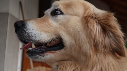 Portrait of a golden retriever dog. Golden Retriever resting at the balcony of a house. Domestic pet looking at the camera.