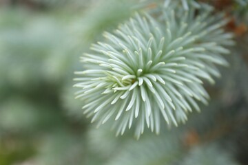 Closeup pine tree branches with needles. Macro shot of fir branches. Christmas tree wallpaper background.