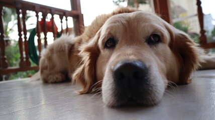 Portrait of a golden retriever dog. Golden Retriever resting at the balcony of a house. Domestic...