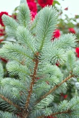 Spruce branch. Close-up pine tree branches with needles. Macro shot of fir branches. Christmas tree wallpaper. Story background.