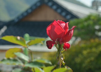 rose