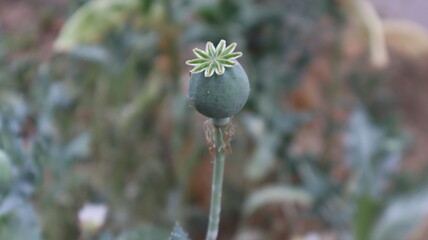 Opium poppy plant with rounded capsule in the botanical garden.  single organic opium poppy head with green background - obrazy, fototapety, plakaty