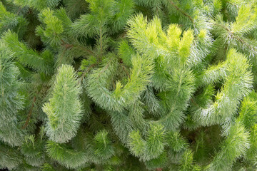 Adenanthos sericeus commonly known as woolly bush.