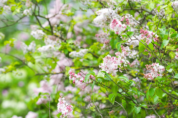 Blooming lilac bushes or Syringa vulgaris in the park. Lilac Beauty of Moscow, soft pink flowers