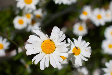 Fototapeta premium Flowering. Chamomile. Blooming chamomile field, Chamomile flowers. Natural herbal treatment.