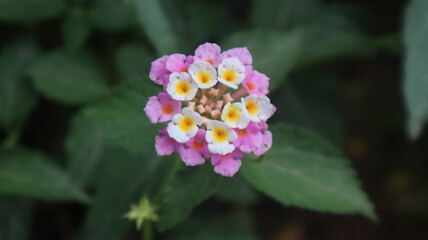 Obraz premium Colorful West Indian Lantana flower at the botanical garden. Lantana Camara bloom in the garden on natural green background in Turkey