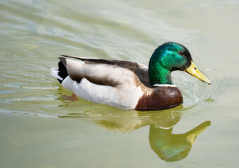 Obraz premium duck on a lake