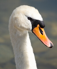 Fototapeta premium mute swan portrait