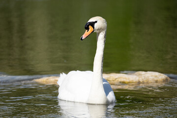 Fototapeta premium swan on the lake
